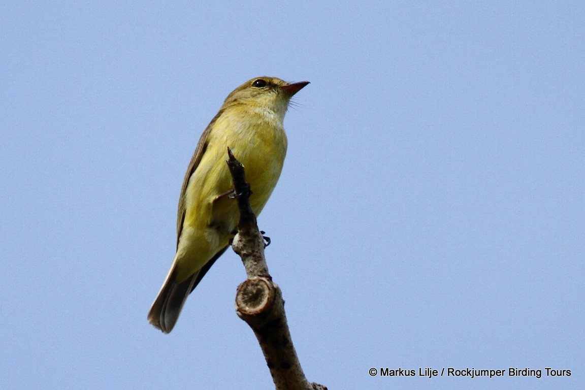 Lemon-bellied Flyrobin (Lemon-bellied) - ML206145751