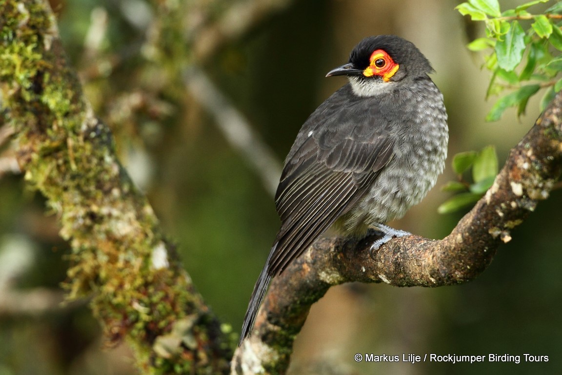 Smoky Honeyeater - ML206145841