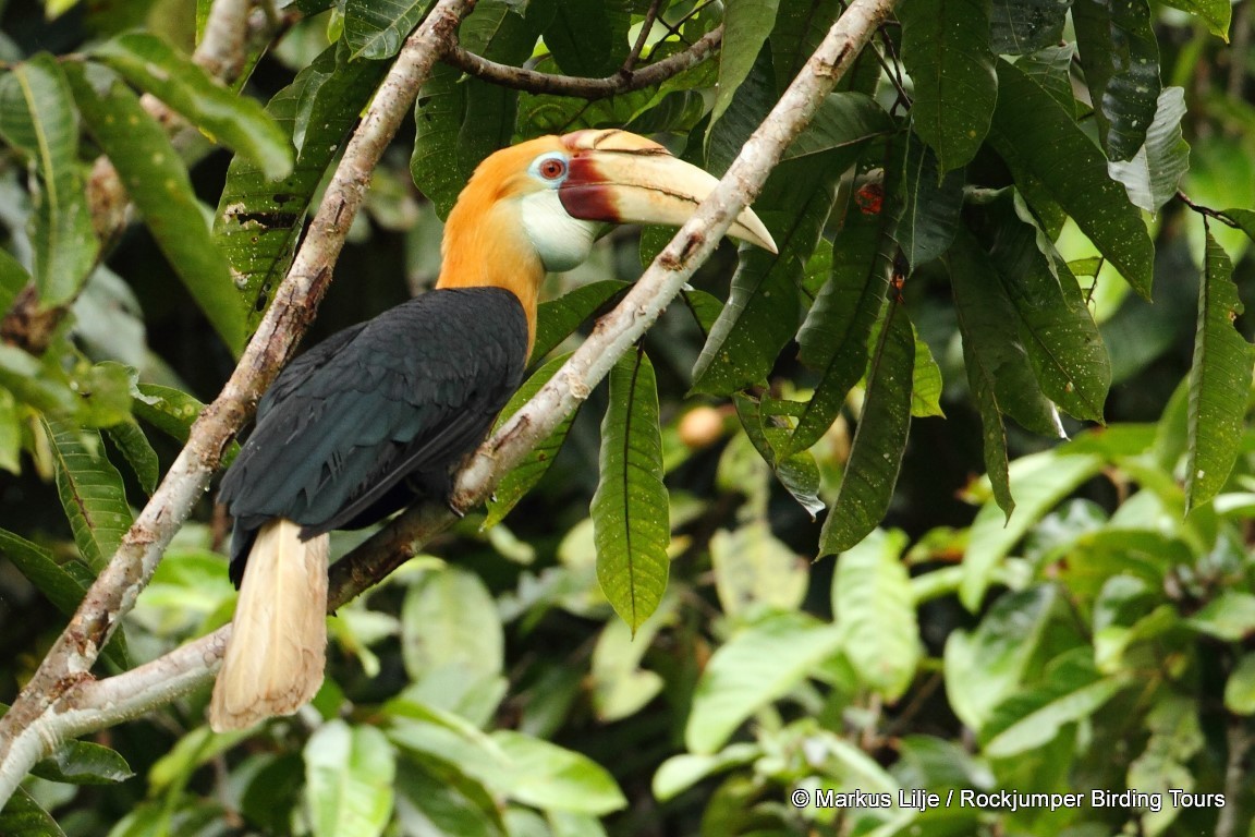 Blyth's Hornbill - ML206145851