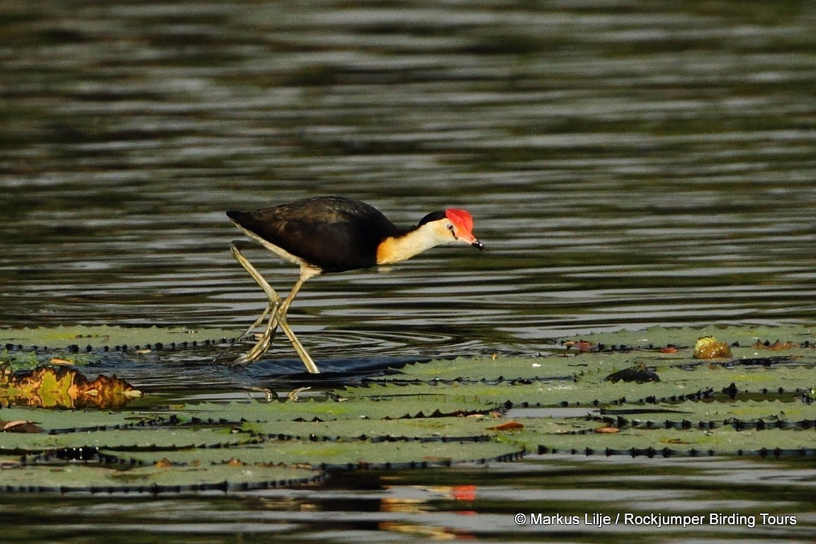 Comb-crested Jacana - ML206145881