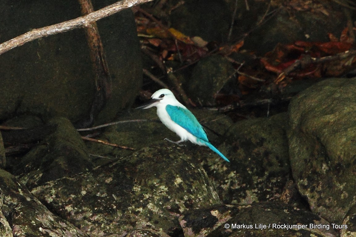 Beach Kingfisher - Markus Lilje