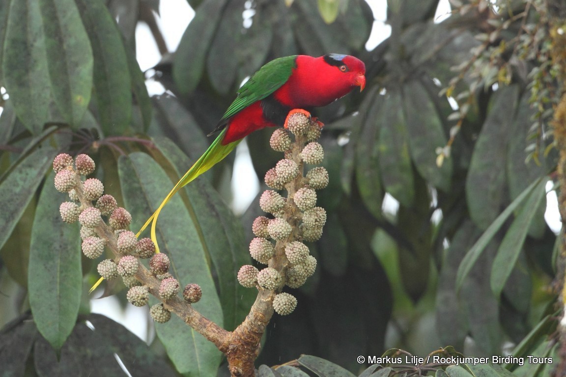 Stella's Lorikeet - ML206145951