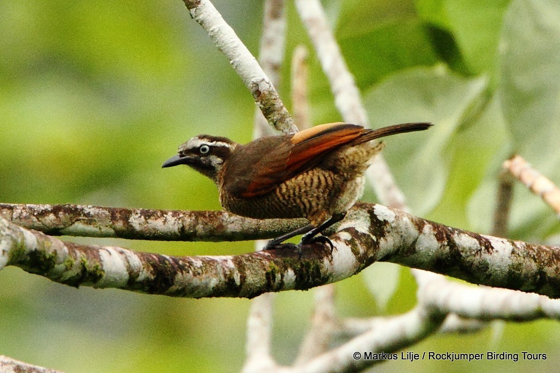 ワキジロカンザシフウチョウ - ML206146041