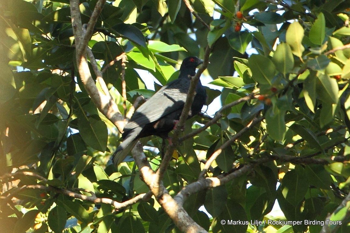 Bismarck Imperial-Pigeon - ML206146051