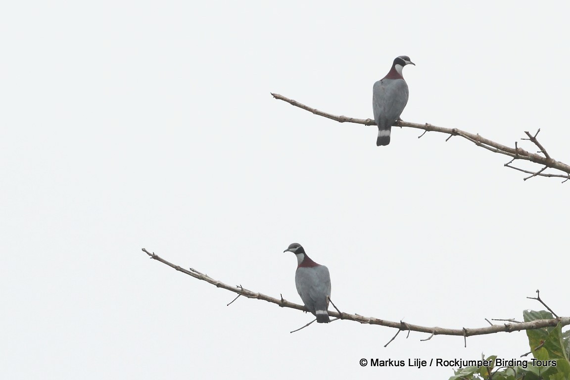 Collared Imperial-Pigeon - Markus Lilje