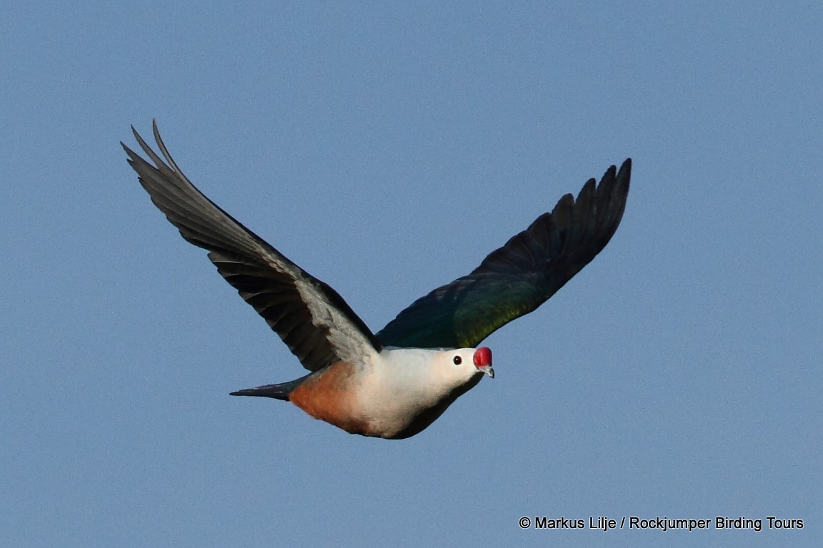 Red-knobbed Imperial-Pigeon - ML206146081