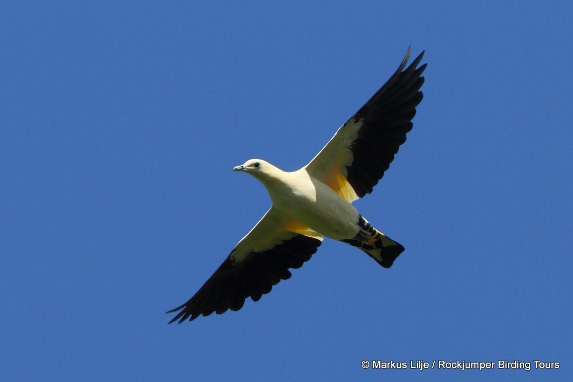 Yellowish Imperial-Pigeon - ML206146091