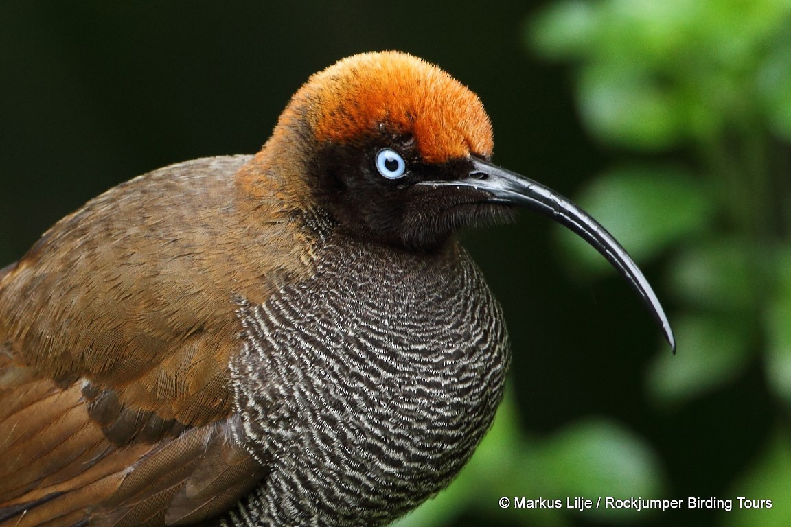 Brown Sicklebill - ML206146161