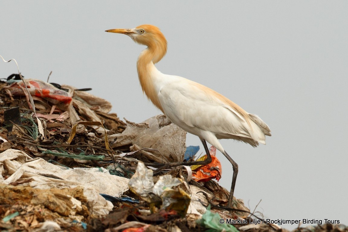 Eastern Cattle Egret - ML206146251