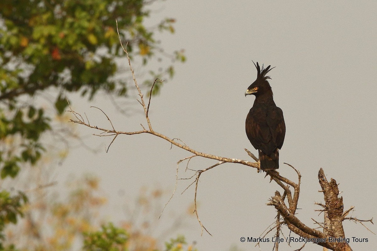 Long-crested Eagle - ML206146261