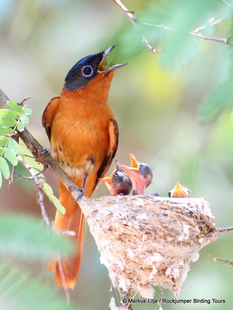 Malagasy Paradise-Flycatcher - ML206146321