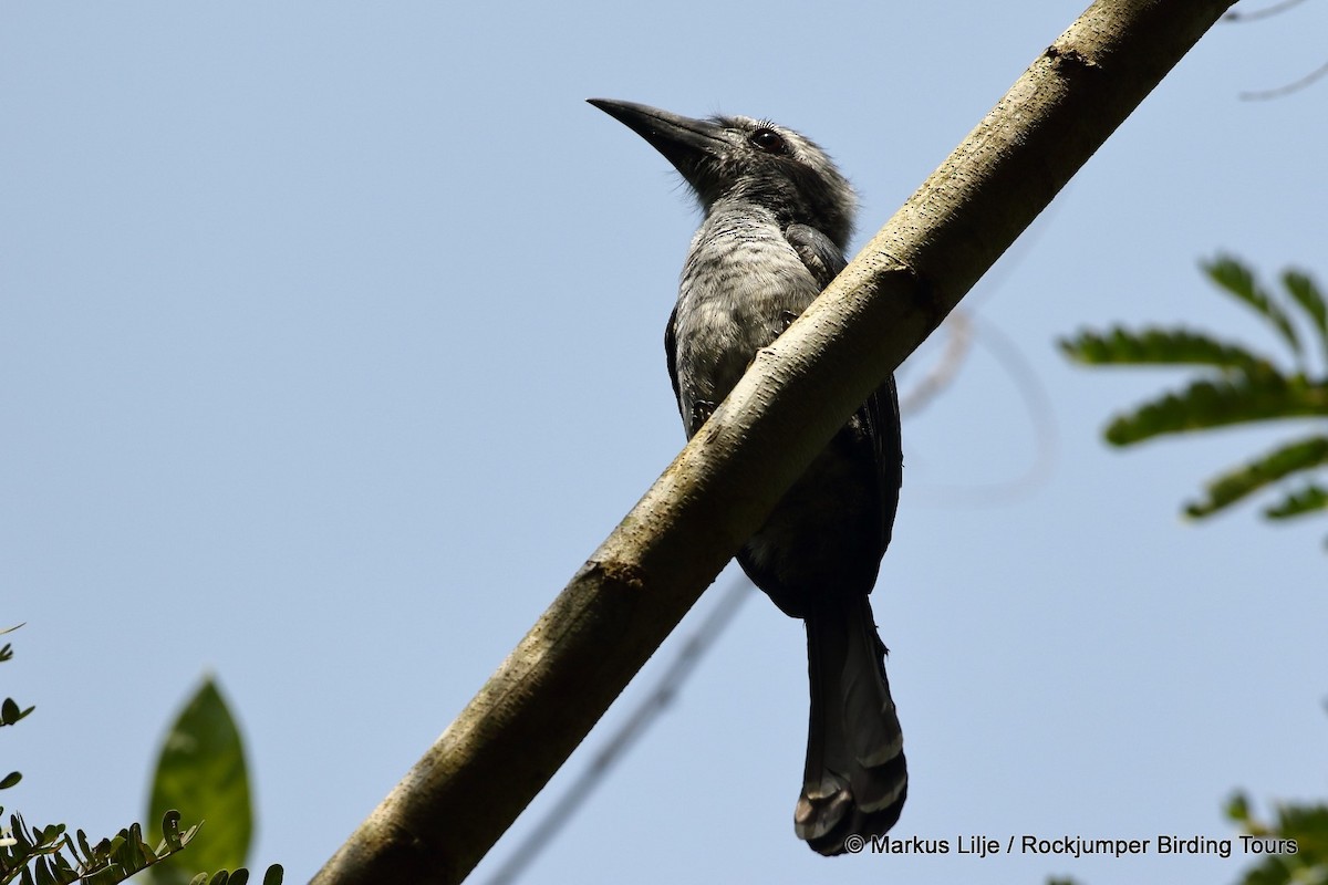 Western Dwarf Hornbill - ML206146391