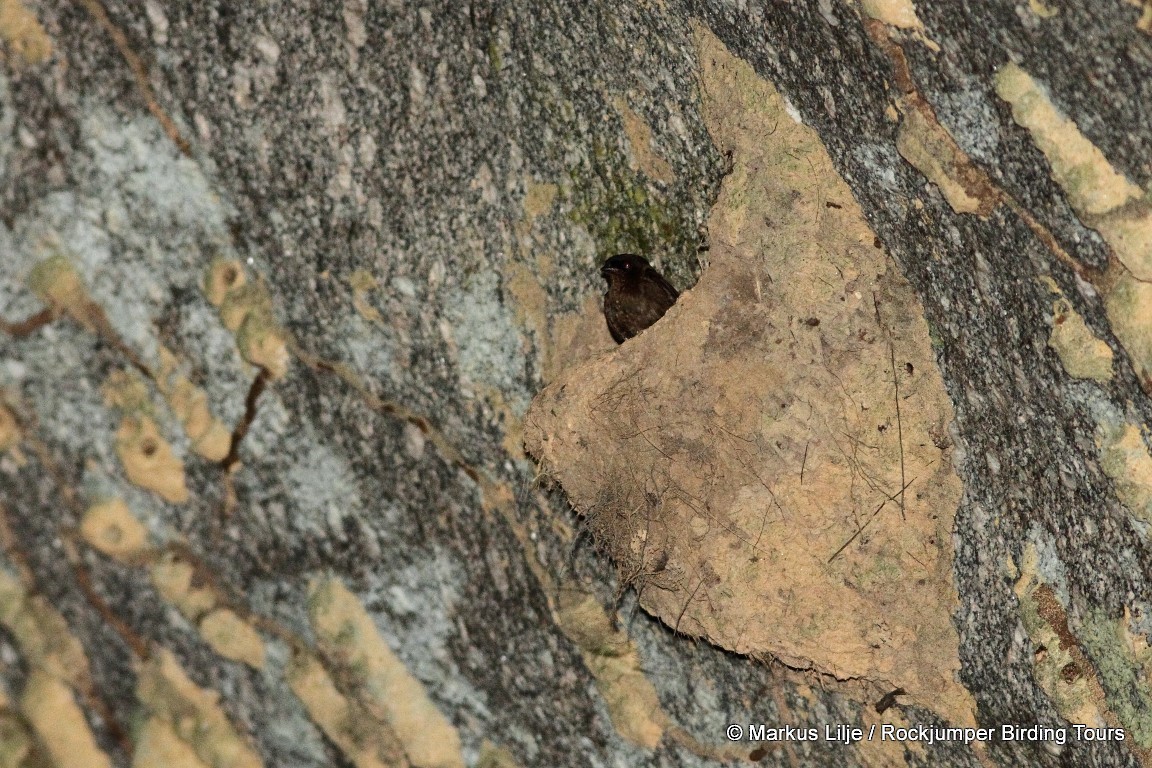 Forest Swallow - ML206146501