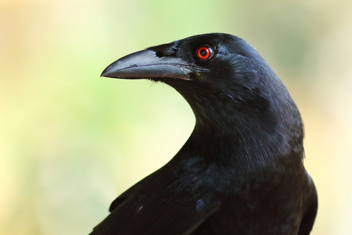 White-necked Crow - ML206146521