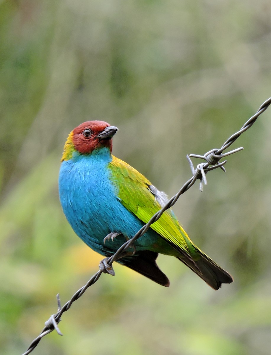 Tangara Cabecibaya (grupo albertinae) - ML206146711