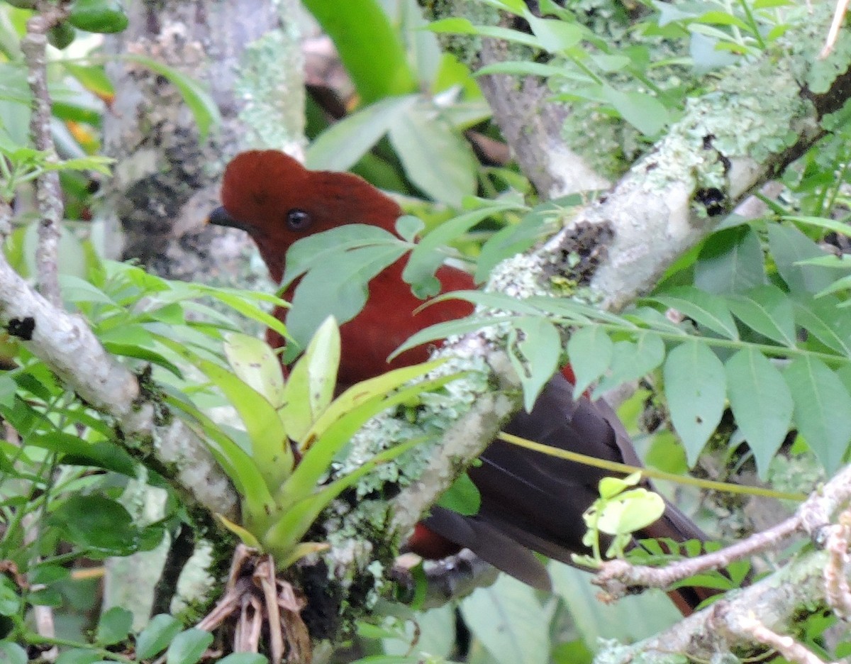 Andean Cock-of-the-rock - ML206146741