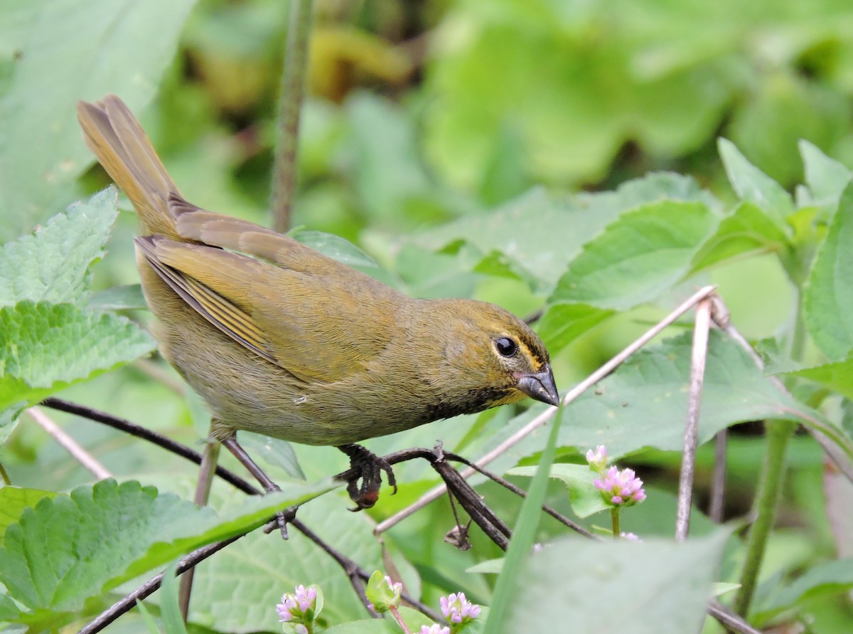 Yellow-faced Grassquit - ML206146831