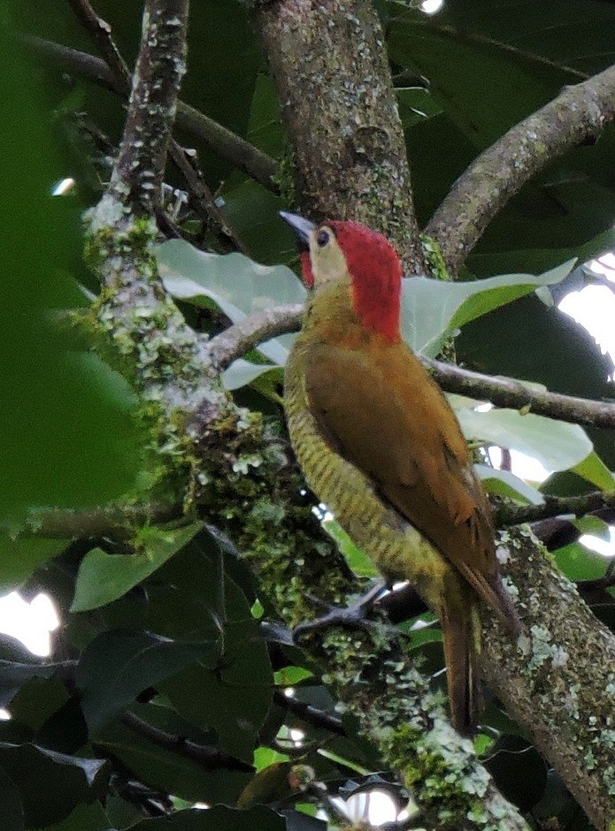 Carpintero Oliváceo (grupo rubiginosus) - ML206146841