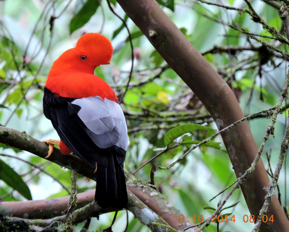 Andean Cock-of-the-rock - ML206146921