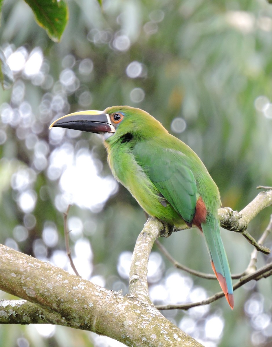 Toucanet à gorge blanche (griseigularis) - ML206146941