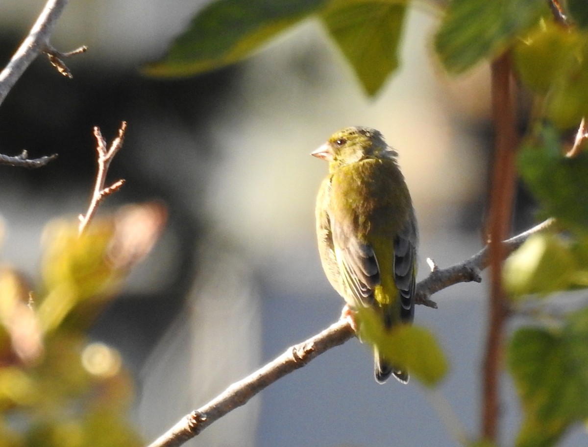 European Greenfinch - ML206147191