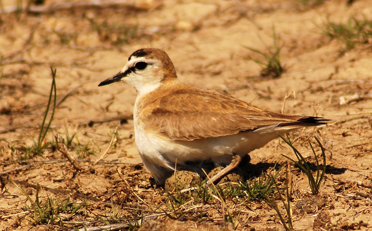 Mountain Plover - ML206148111