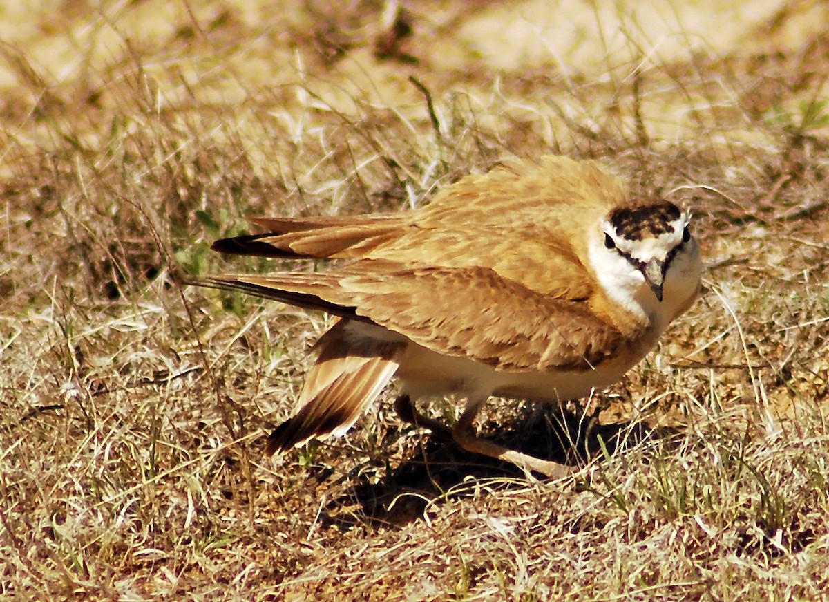 Mountain Plover - ML206148121