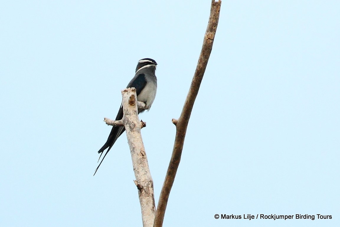 Moustached Treeswift - ML206148211