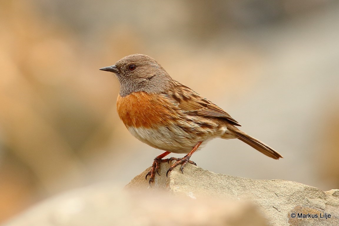 Robin Accentor - ML206148231