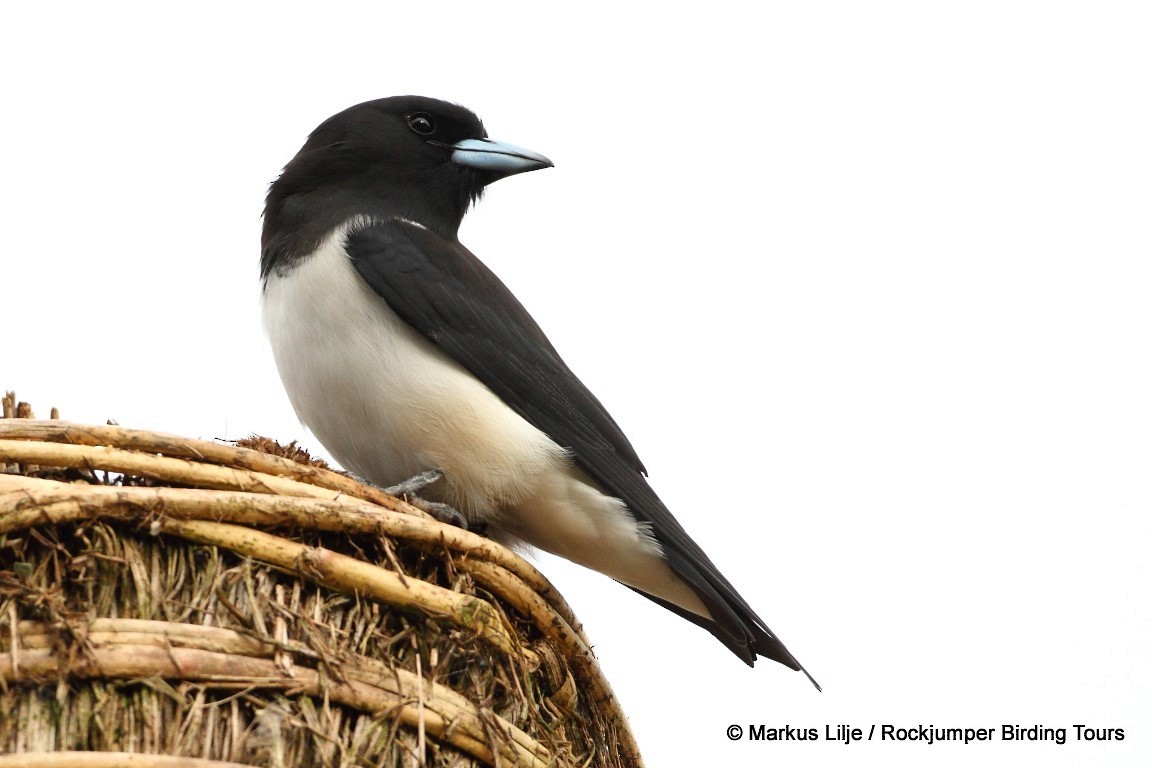 Great Woodswallow - ML206148301