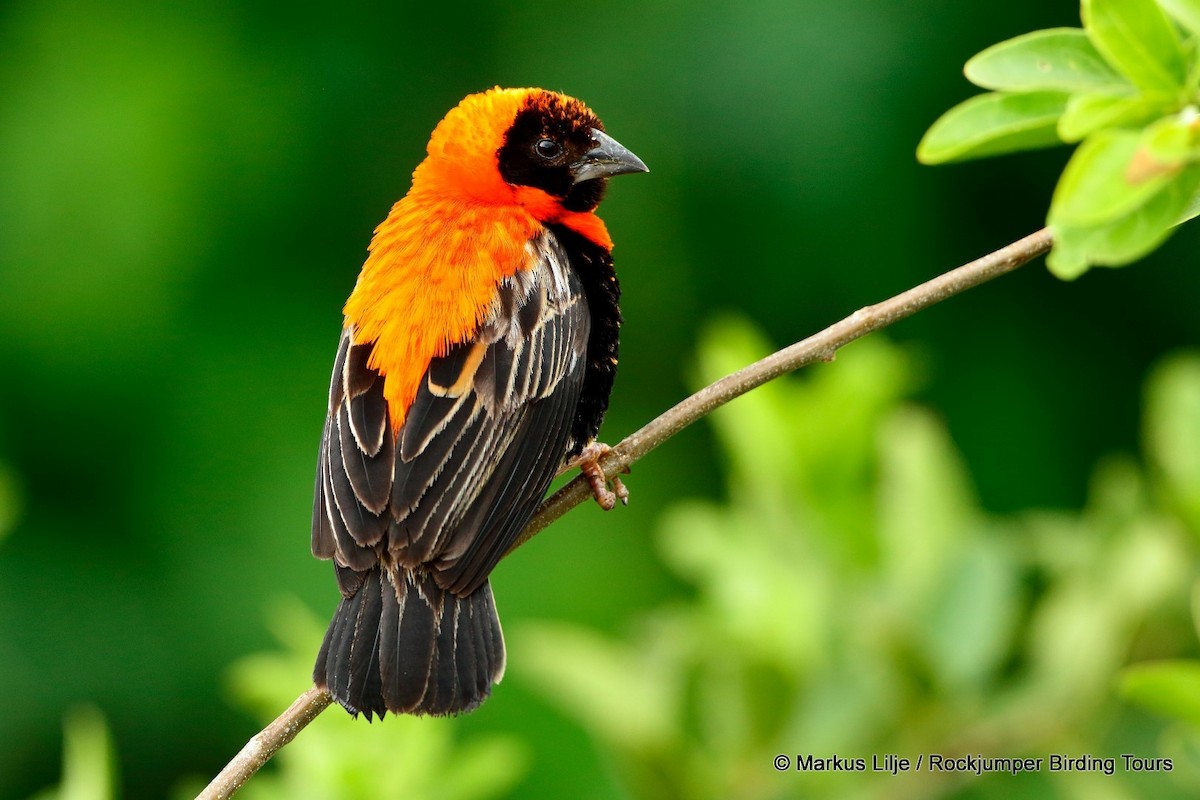 Black Bishop - Markus Lilje