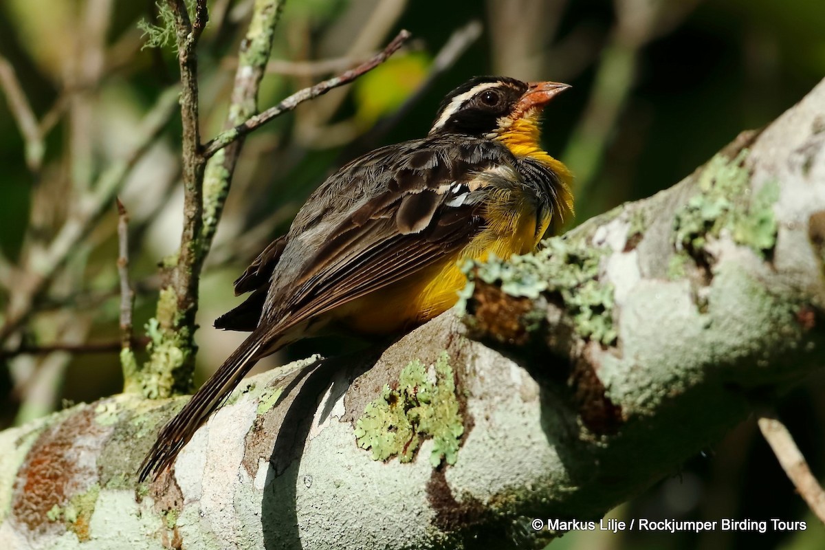 Cabanis's Bunting - ML206148561