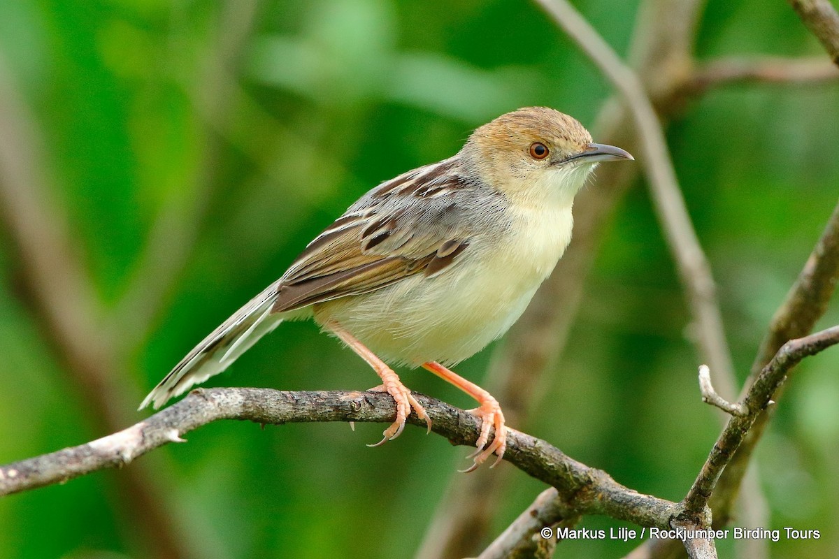 Coastal Cisticola - Markus Lilje