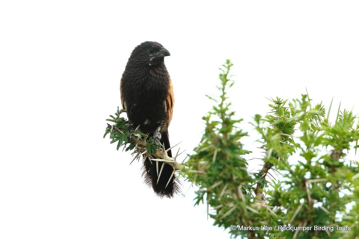 Black Coucal - ML206148611