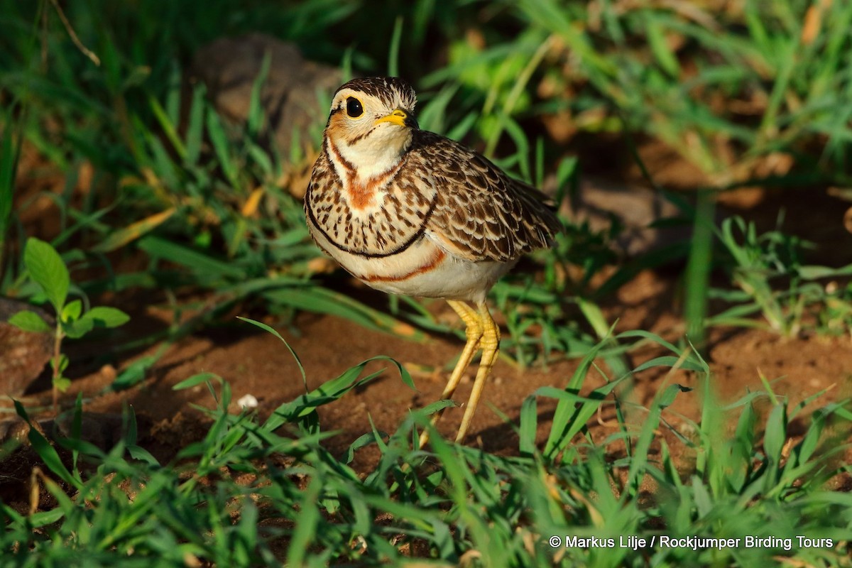 Three-banded Courser - ML206148631