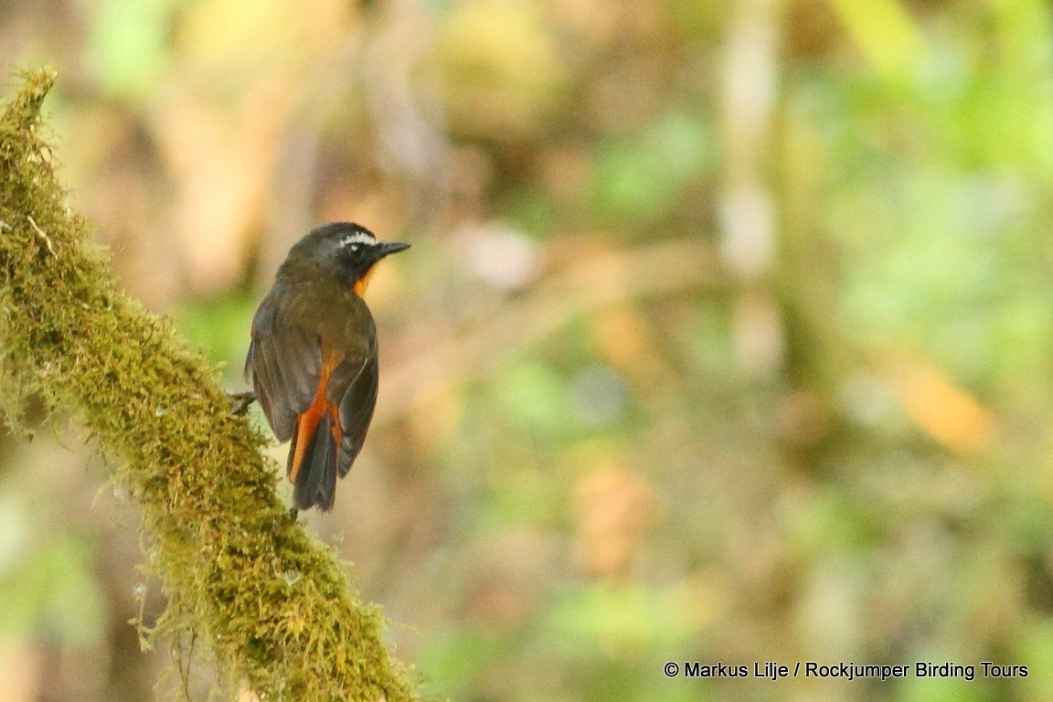 Mountain Robin-Chat (Mountain) - Markus Lilje