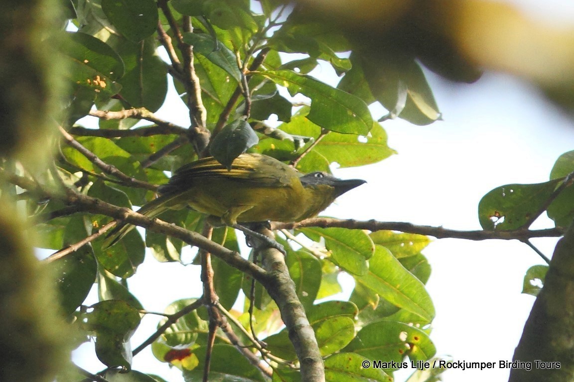 Green-breasted Bushshrike - ML206148771