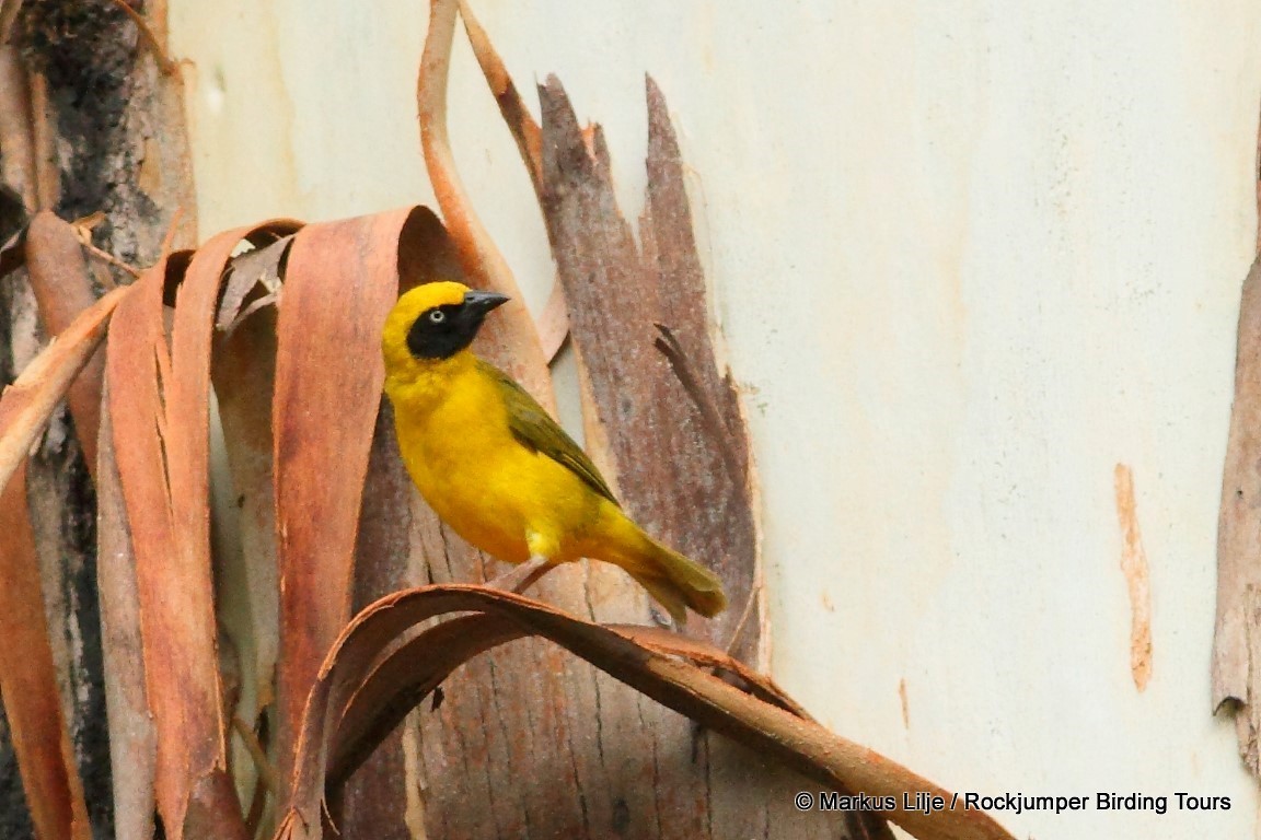 Bannerman's Weaver - Markus Lilje