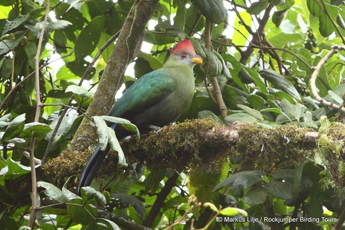 Bannerman's Turaco - ML206148801