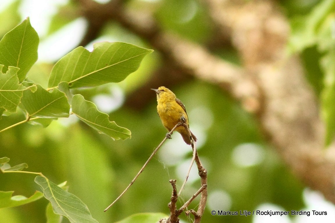 Yellow Penduline-Tit - ML206148941