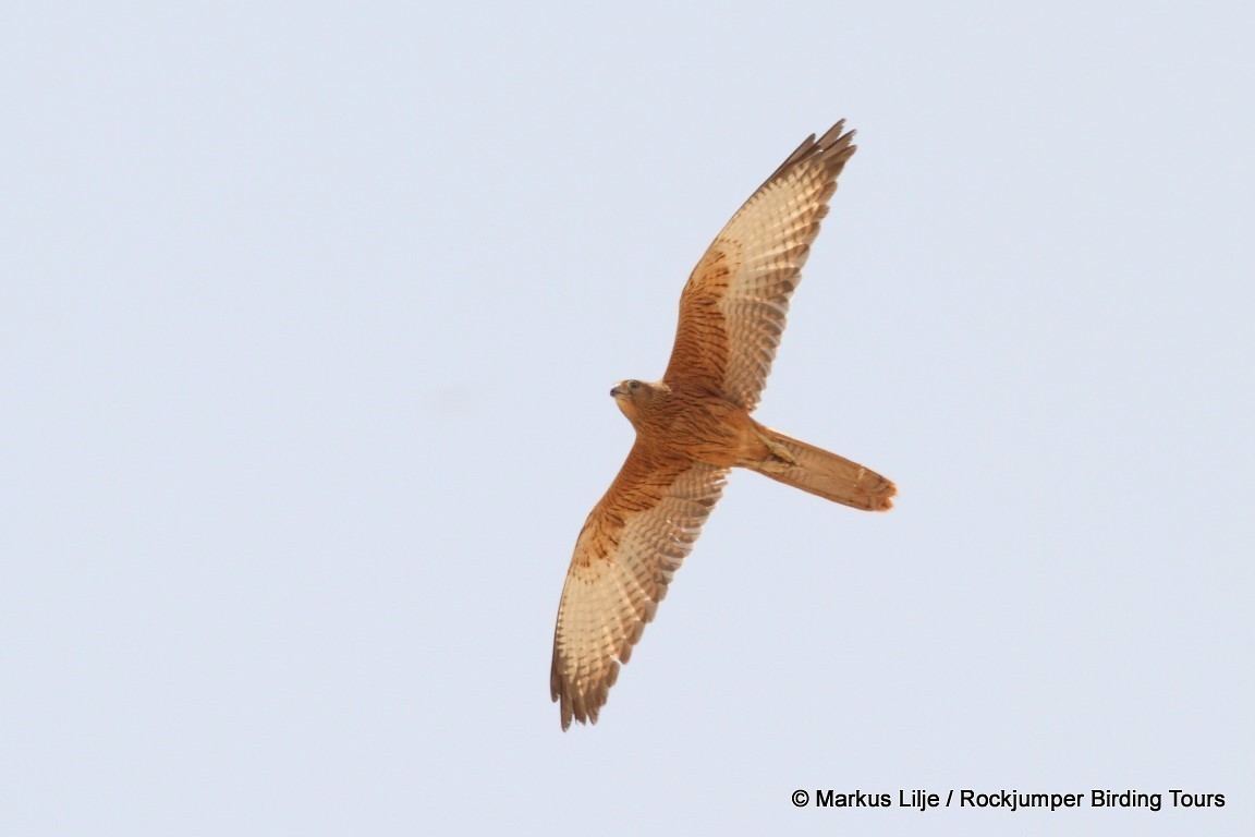 Fox Kestrel - Markus Lilje