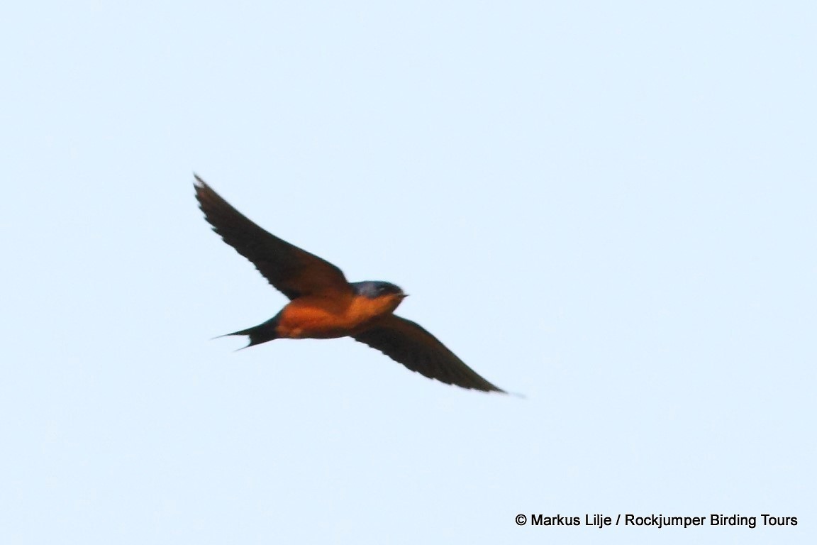 Black-and-rufous Swallow - Markus Lilje