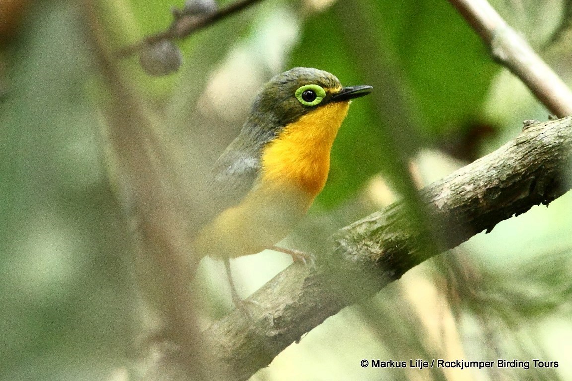 Orangebauch-Lappenschnäpper (ansorgei) - ML206149181