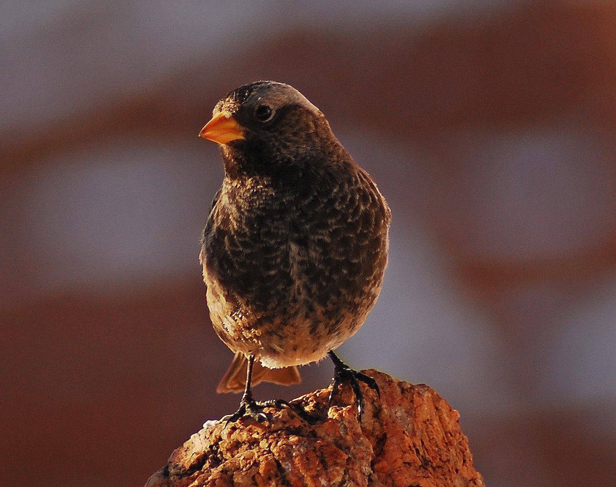 Black Rosy-Finch - Mike Ross