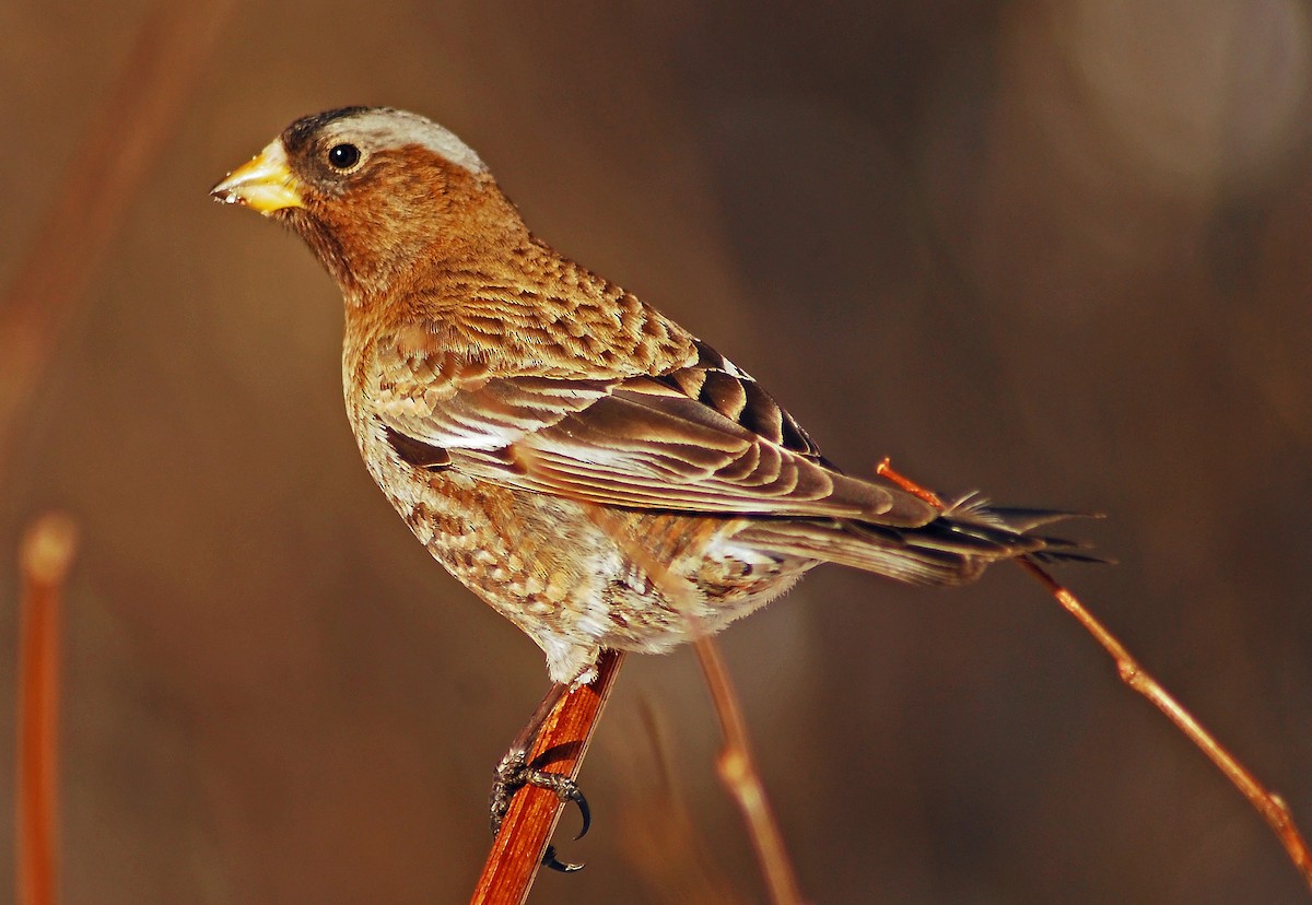 Gray-crowned Rosy-Finch - Mike Ross