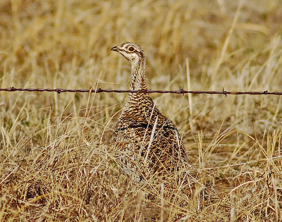 Sharp-tailed Grouse - Mike Ross