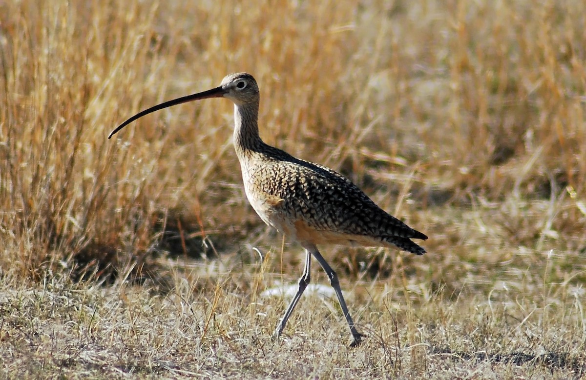 Long-billed Curlew - Mike Ross