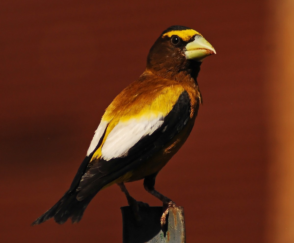 Evening Grosbeak - Mike Ross