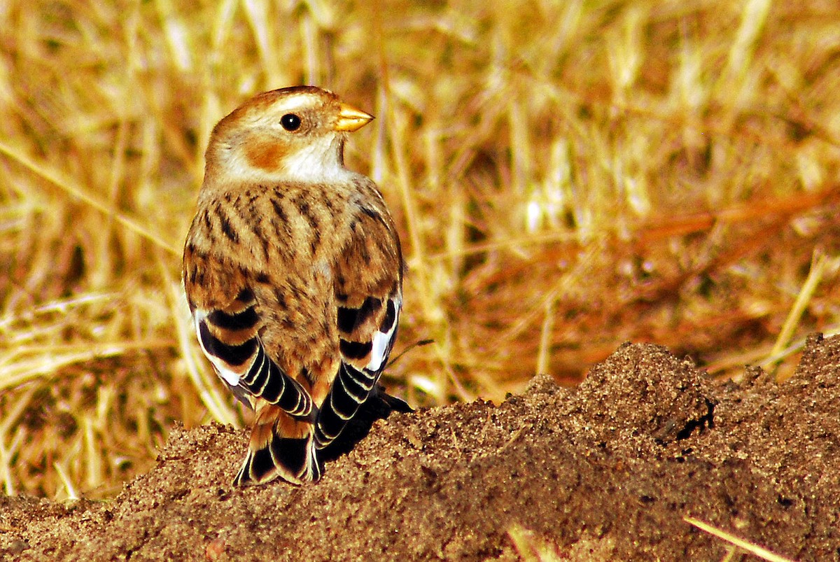 Snow Bunting - Mike Ross