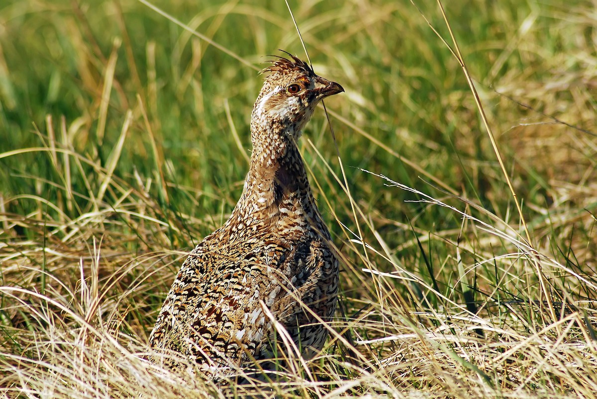 Sharp-tailed Grouse - ML206150451